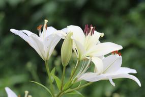 macro photo of white blooming lilies