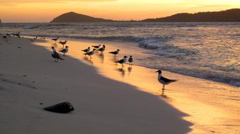 incredible Sunset Caribbean Birds