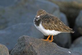 incredible Stone Waltz Arenaria Interpres