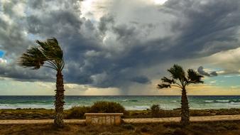 Trees Seaside