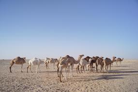 photo herd of camels in the desert