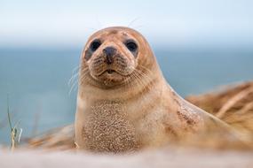 Robbe Grey Seal