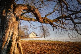 Tree in countryside in winter