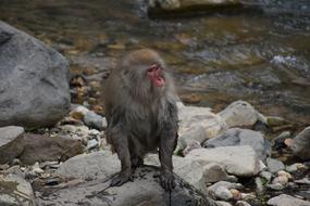 Beautiful, cute monkey baby on the stones
