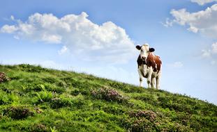 Cow on mountain slope at sunny summer day
