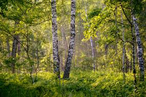 morning fog in a summer birch forest