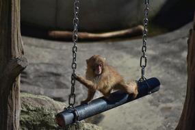 baby japanese macaque on a swing at the zoo