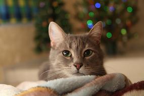 Christmas Cat Type