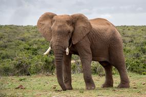 african Elephant walking in Wild