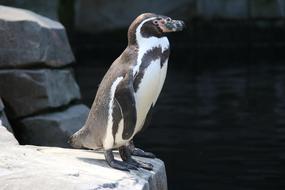 amazing Penguins
