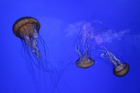 closeup view of Jellyfishes in blue ocean
