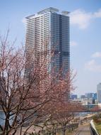 Beautiful and colorful, blossoming cherry tree in the park on cityscape
