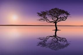 lonely tree mirroring on calm water at purple sunset