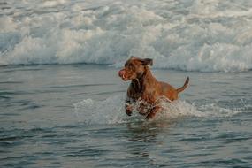 purebred dog in the foam of the waves at dusk