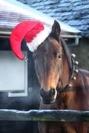 brown farmer horse in christmas hat