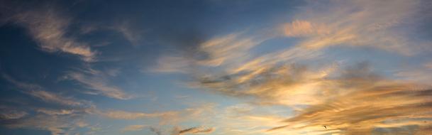 photo of feather olaks at dawn