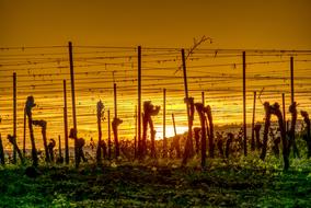 incredible Vineyards Sun Sunset