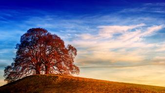 tree in the hill at sunset