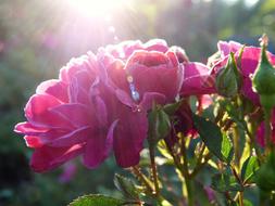 Close-up of the beautiful, pink, blossoming flowers in the morning light