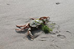 incredible Crab Beach Nature