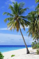 coconut palms and white sand in the Maldives