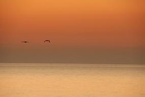 birds fly over the water at dusk
