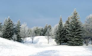 picturesque evergreen pines in winter forest