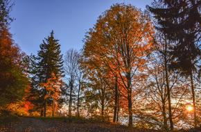 photo of Colorful Autumnal Forest