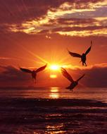 amazing Sunrise Birds Sea