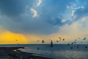 Seagull Lighthouse