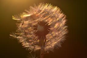 enchanting Dandelion Sunset