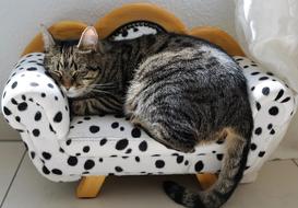 domestic cat sleeps on a spotted sofa