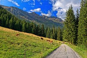 mountain road along a pasture in the Alps, Italy