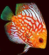 fish tropical ocean