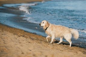 golden retriever runs along the seashore