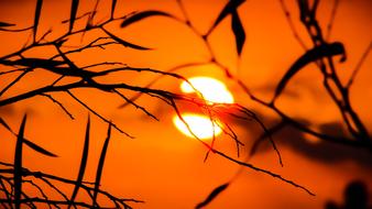 tree branches on a background of white sun and orange sky