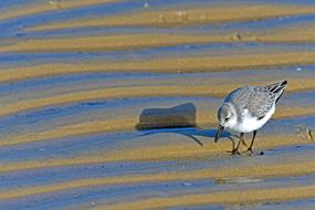 Gull on sand waves on the shore of the North Sea
