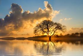 Sunset aLone tree