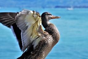 beautiful loose duck with raised wings