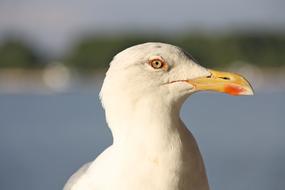 macro photo of a white seagull with a yellow beak on a coast