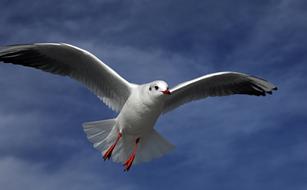 closeup picture of wonderful Seagull Bird Flying