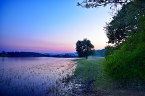 ravishing Nature Water and tree