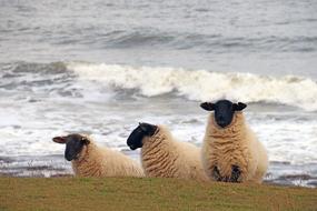wonderful Sheep Beach