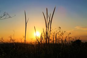 silhouettes of grass at dusk at sunset