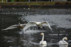 white big birds on the lake