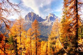 Autumn Light Dolomites trees