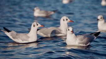 seagulls on the lake close-up on a blurred background