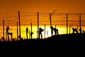 Vineyards Sunset