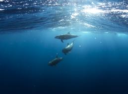 ravishing Dolphins Underwater