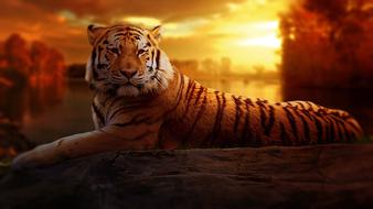 Tiger Sunset Fantasy drawing